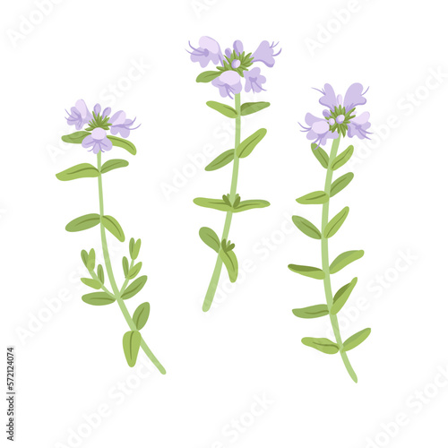 thyme  field flowers  vector drawing wild plants at white background  floral elements  hand drawn botanical illustration