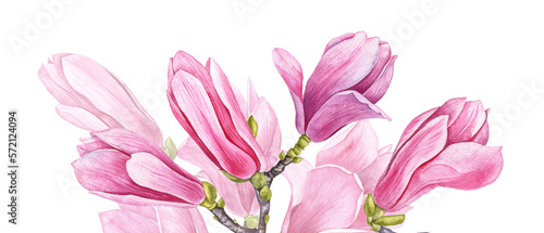 watercolor drawing flowers of pink magnolia at white background , hand drawn botanical illustration, floral background