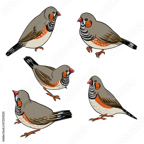 vector drawing bird, Sunda zebra finch, hand drawn songbird, isolated nature design element