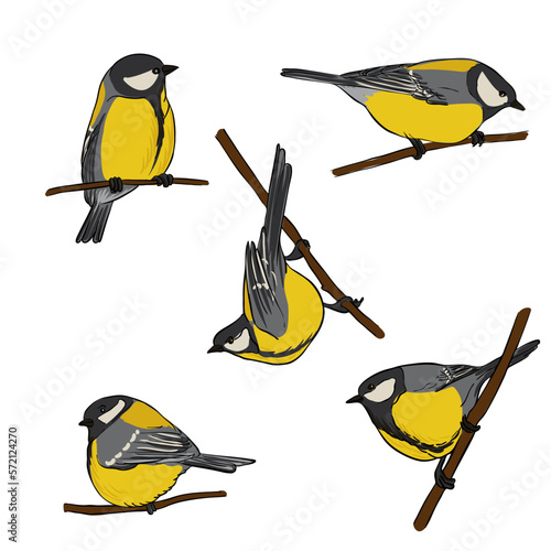 vector drawing bird, great tit, hand drawn songbird, isolated nature design element