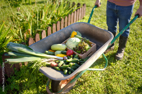 Photography Farmer pushing wheelbarrow with freshly picked organic vegetables