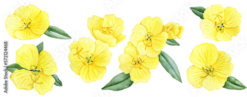 watercolor drawing flower of yellow oenothera, evening primrose isolated at white background , hand drawn botanical illustration