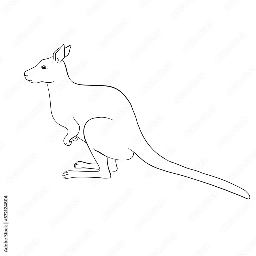 Fototapeta premium vector drawing sketch of animal, hand drawn kangaroo, isolated nature design element