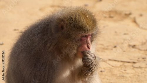 Snow monkey (Japanese macaque) eating hard shell nut on the ground, close-up photo