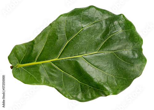 Green fiddle fig leaf isolated on white, Fiddle fig leaf Isolated on White background PNG file.