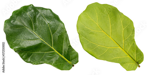 Green fiddle fig leaf isolated on white, Fiddle fig leaf Isolated on White background PNG file. photo