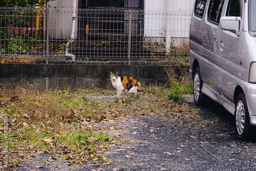 Canvas-taulu 野良猫　alley cat