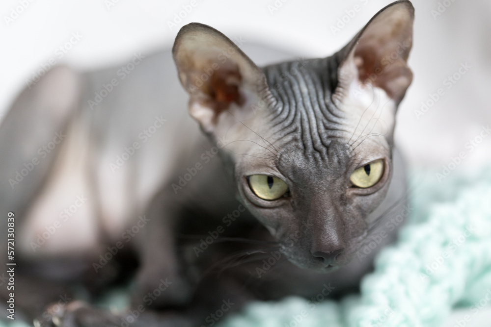 Don sphinx dark gray cat close up head portrait a little blurred Don sphinx dark gray cat close up head portrait a little blurred