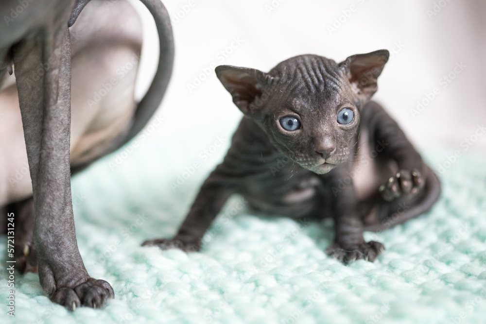 Goggle-eyed little black sphinx kitten with blue eyes Goggle-eyed little black sphinx kitten with blue eyes