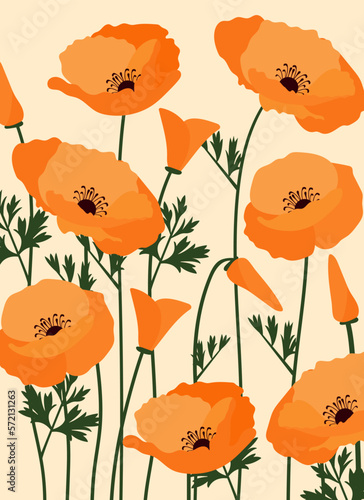 poppy flowers illustration