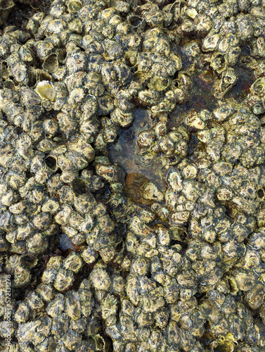 Close up of oyster clams and barnacles on the rocks in a beach at low tide 