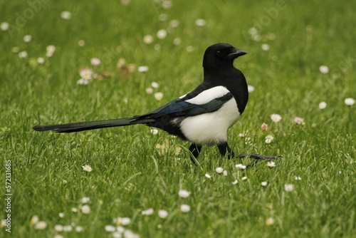 Eurasian Magpie walking through grass field with small white flowers © Shayne