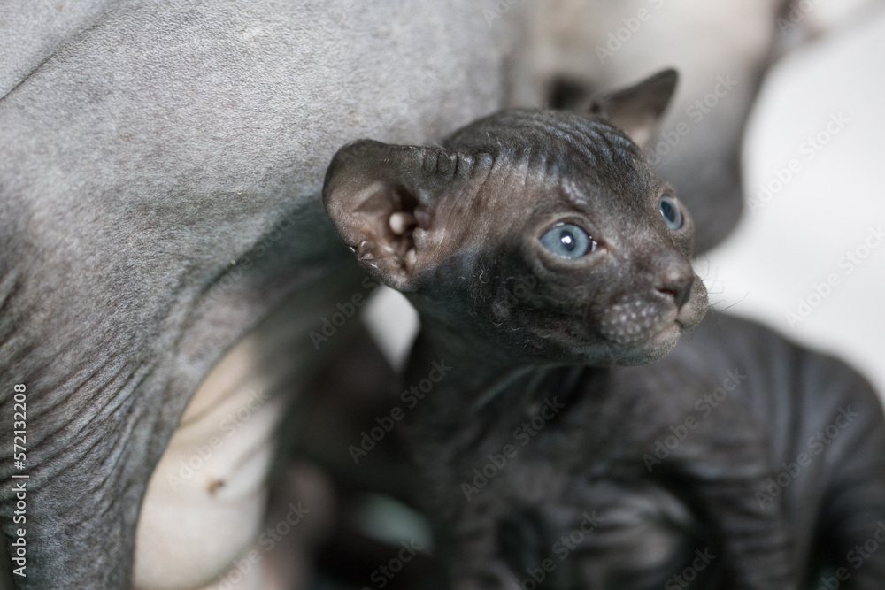 Goggle-eyed little black sphinx kitten with blue eyes