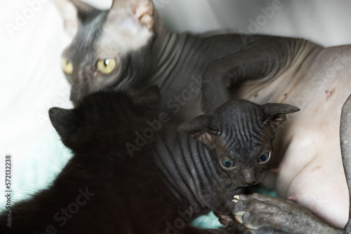 Black Don sphinx cat lying, hugging and feeding its little kitten