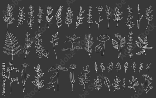 黒板風　繊細な植物や花のボタニカル線画セット　ベクター素材