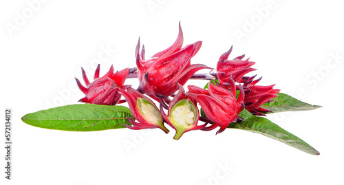 fresh roselle on transparent png photo