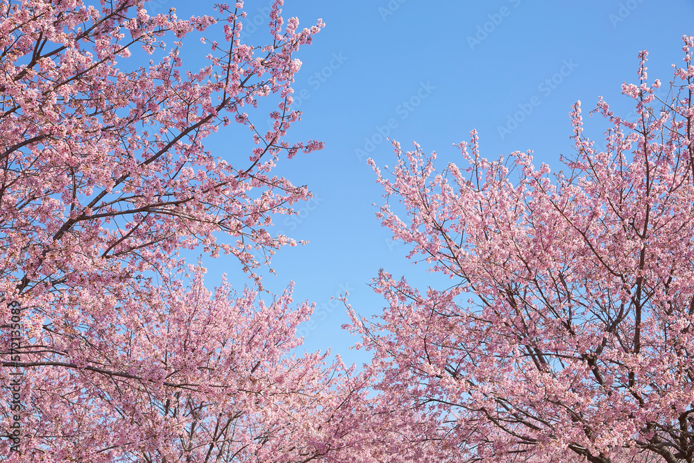 SAKURA- Bright cherry blossoms in full bloom stand out against the blue sky of spring. It is called 