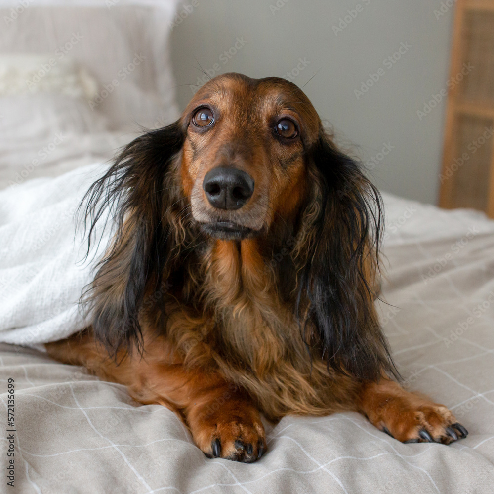 Red long haired dachshund sitting on light bed and looking up
