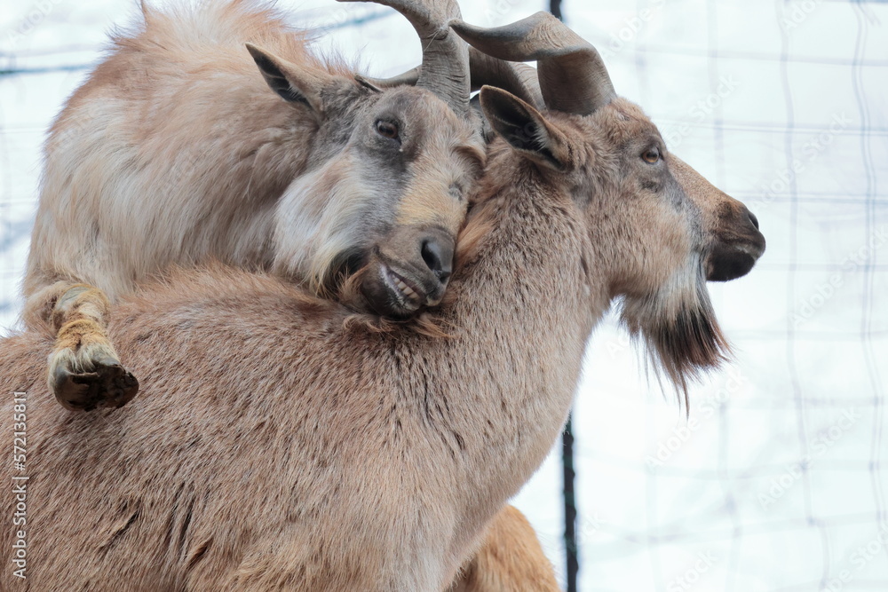 Fototapeta premium マーコール