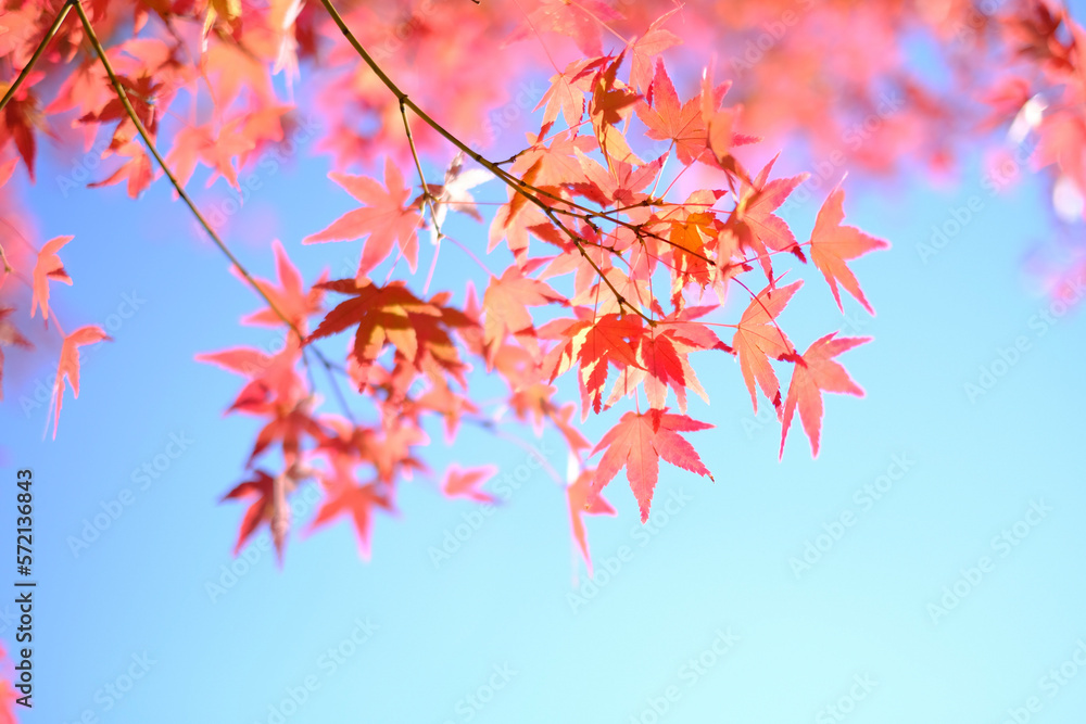 red autumn leaves red autumn leaves