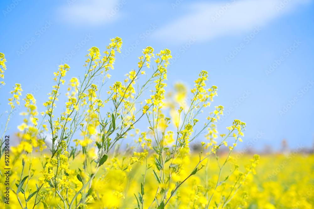 Obraz premium yellow rapeseed field