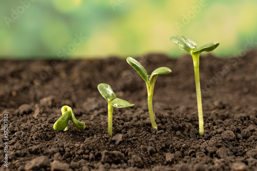 Growing seedlings from rich soil. agriculture, horticulture. The evolution of plant growth from seed to seedling, the concept of economic growth, agrarian industry and ecology