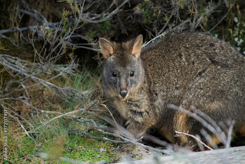 Tasmanian Wallaby (alt)