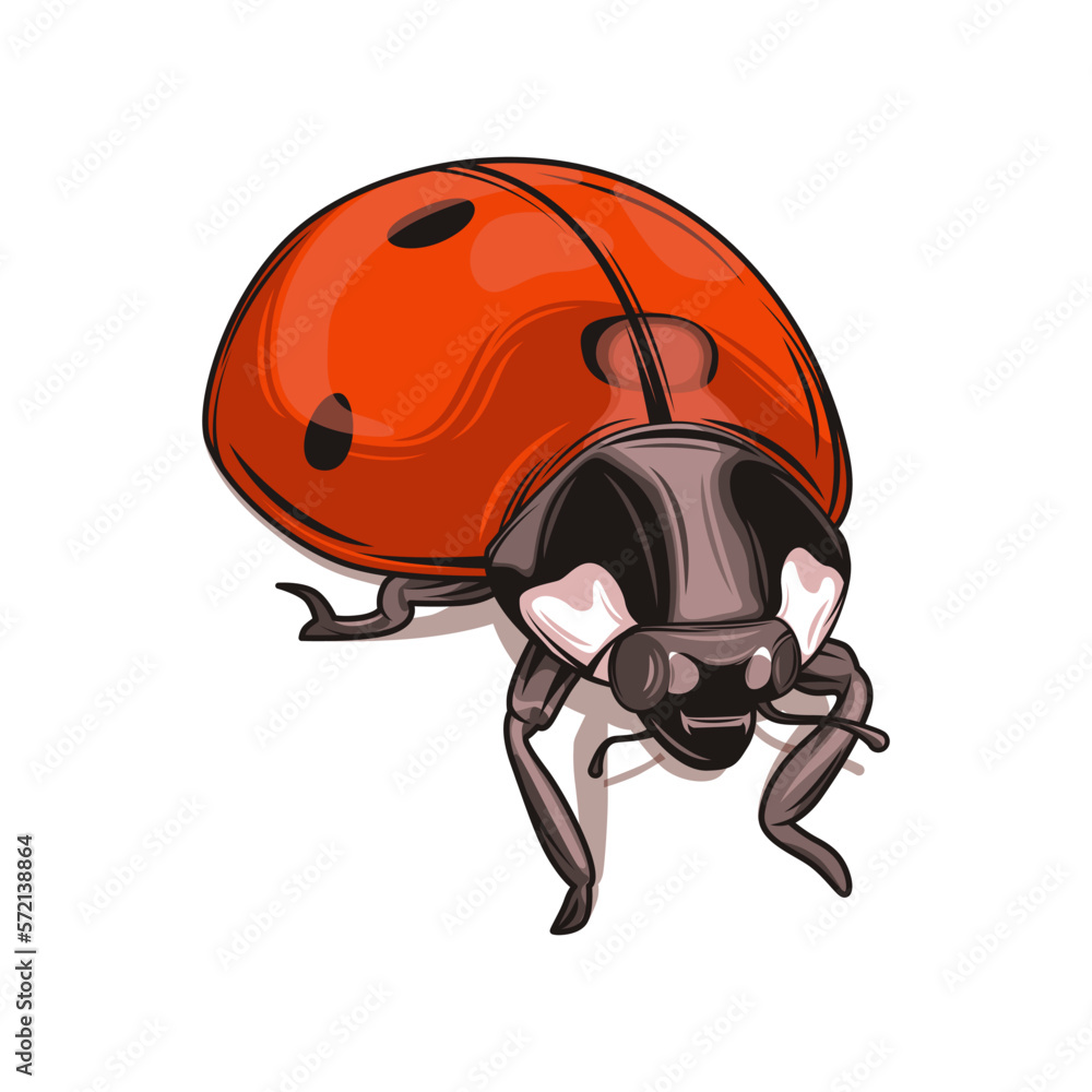 Fototapeta premium Beautiful Ladybug vector illustration. Isolated on white background. Wildlife animal design.