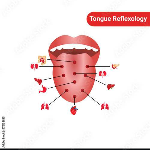 Tongue reflexology chart with description of the corresponding internal organs. Isolated vector illustration on white background.