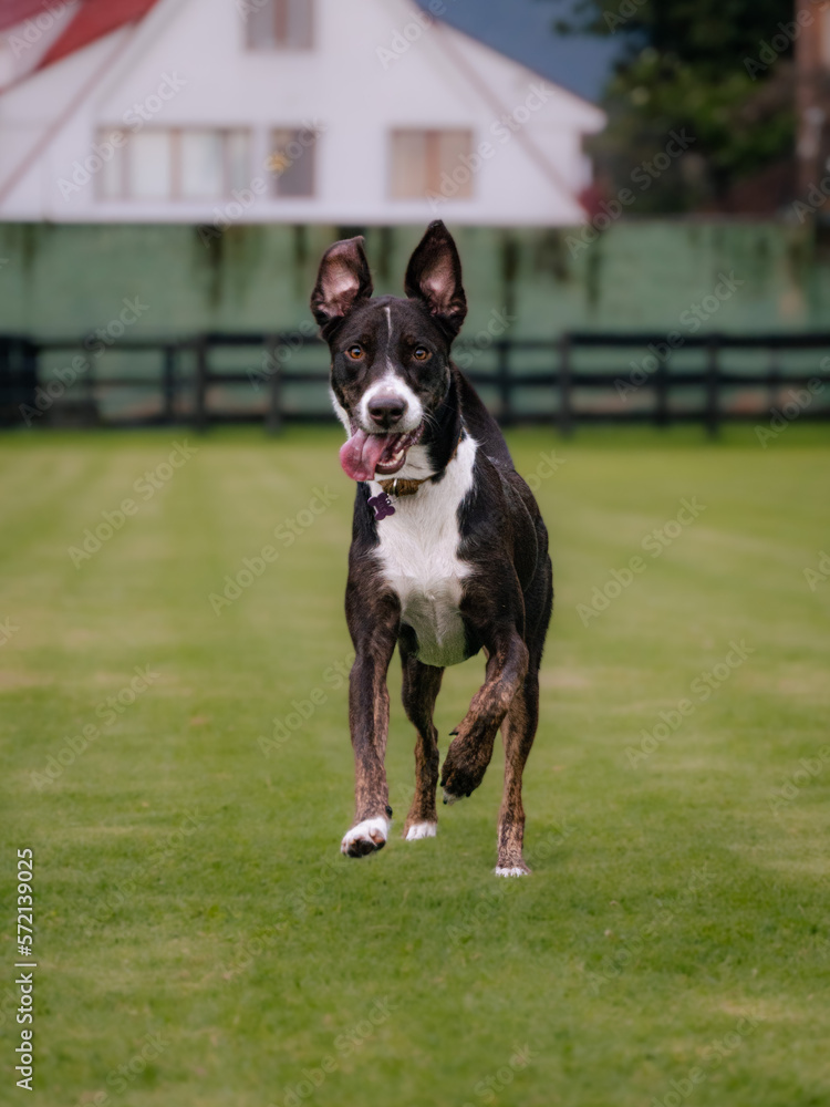 mixed-breed brown and white dog in a park running towards the camera