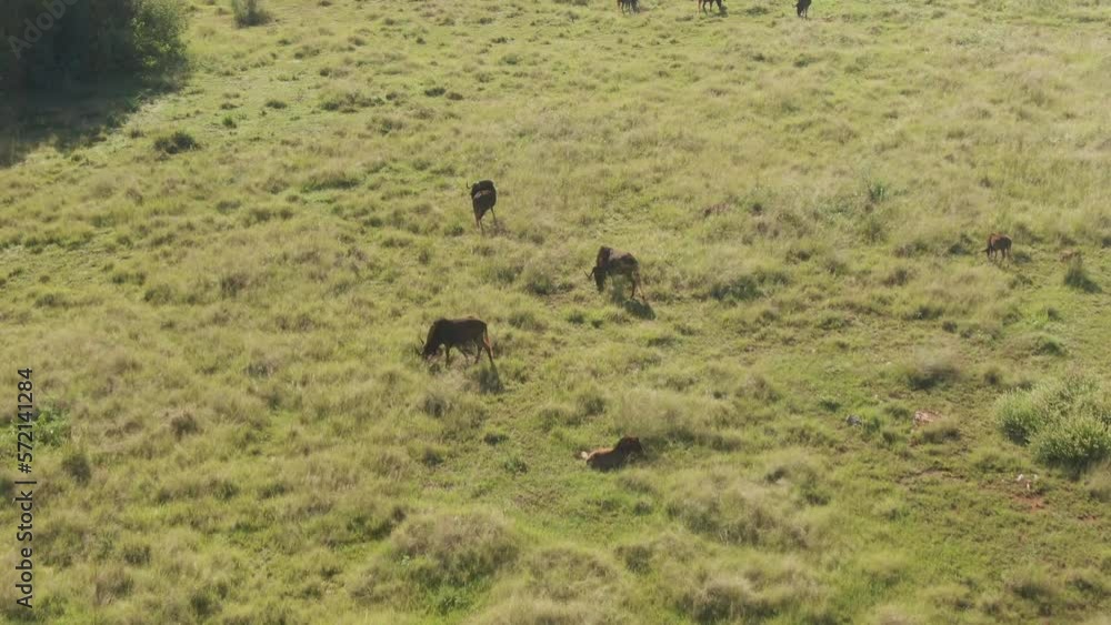 Aerial drone pan down to Wildebeest's on a summers grass plain Aerial drone pan down to Wildebeest's on a summers grass plain