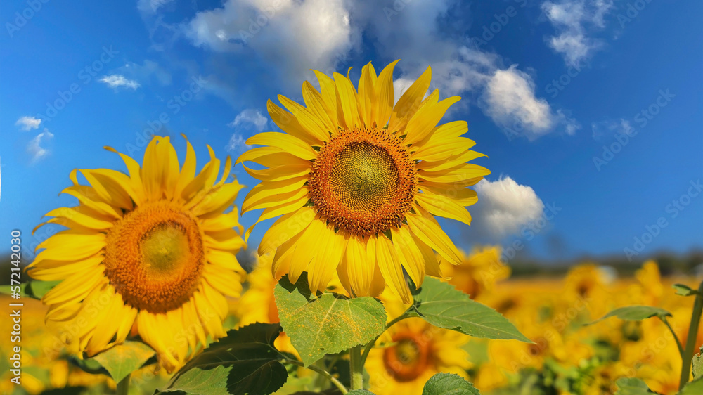 Beautiful sunflower on a sunny day with a natural background