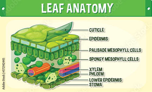 Internal structure of leaf diagram