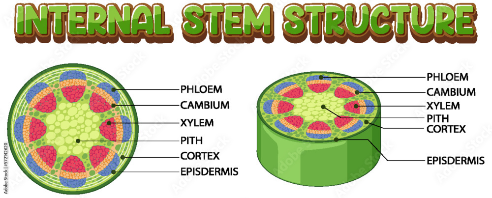 Internal structure of stem diagram Stock Vector | Adobe Stock