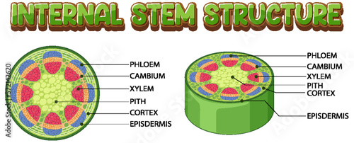 Internal structure of stem diagram