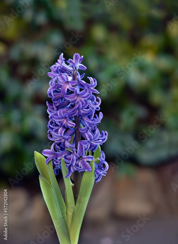 Purple hyacinth blooming in the garden.