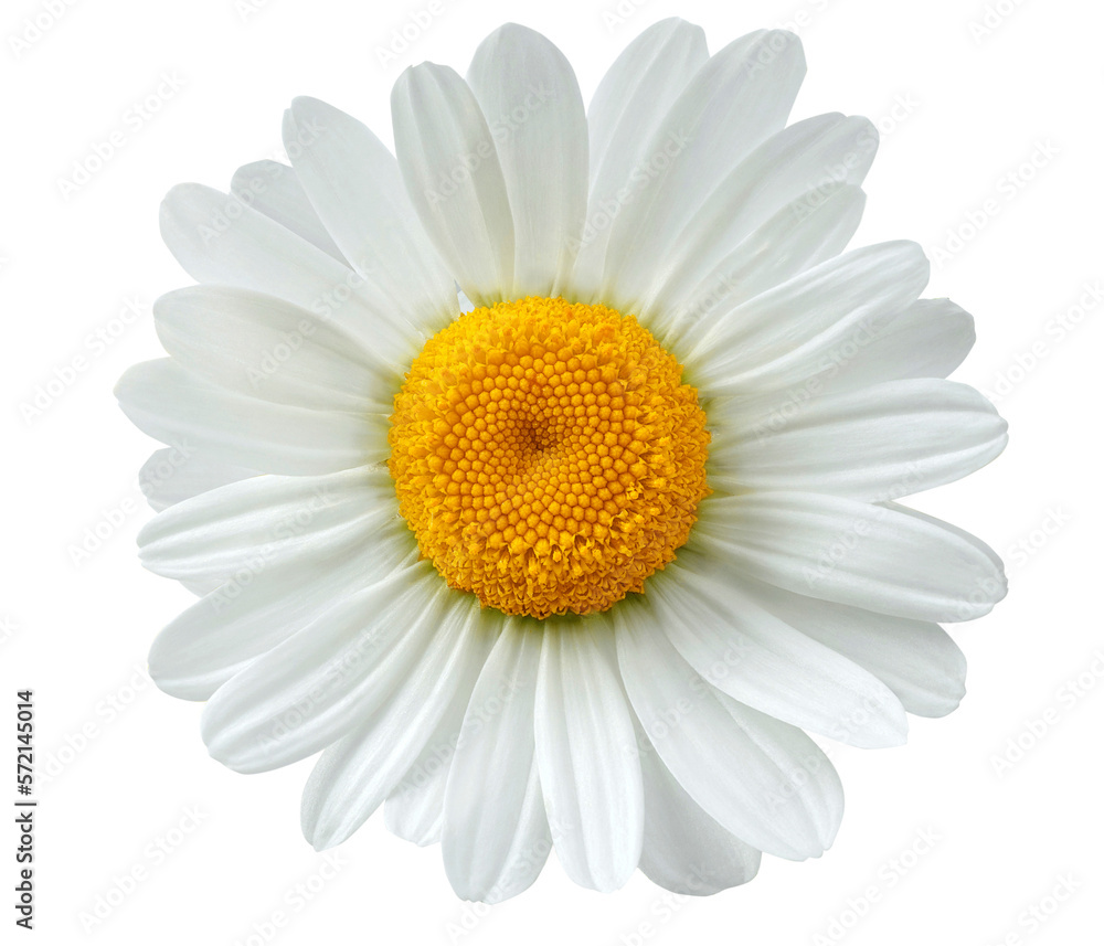 chamomile flower or White Daisy isolated.  PNG transparency	 - obrazy, fototapety, plakaty 