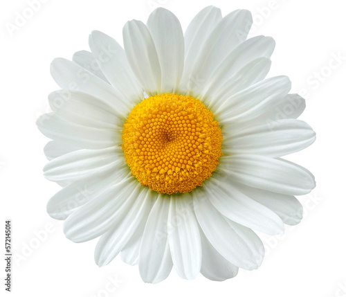 Fotografiet chamomile flower or White Daisy isolated.  PNG transparency