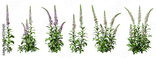 Wildflower bloom nature plants cut out backgrounds 3d rendering png file