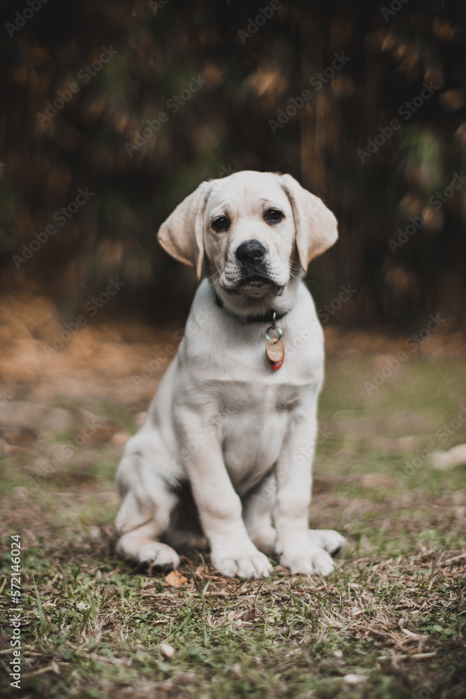 Cute Labrador Dog