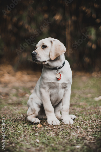 Cute Labrador Dog