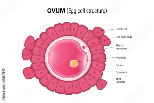 Ovum, Egg cell structure. Oocyte. Woman Reproductive system. Gametogenesis.