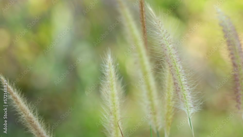 Close up of beautiful african fountain flower blooming grass swaying in the wind. concept nature and flowers. Close up of beautiful african fountain flower blooming grass swaying in the wind. concept nature and flowers.