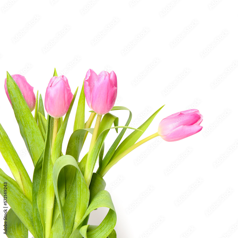 Beautiful tulip flowers isolated on white background Beautiful tulip flowers isolated on white background