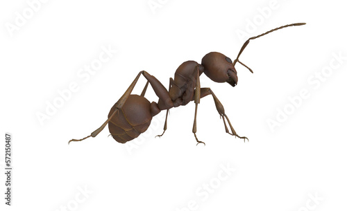 ant  on transparent background