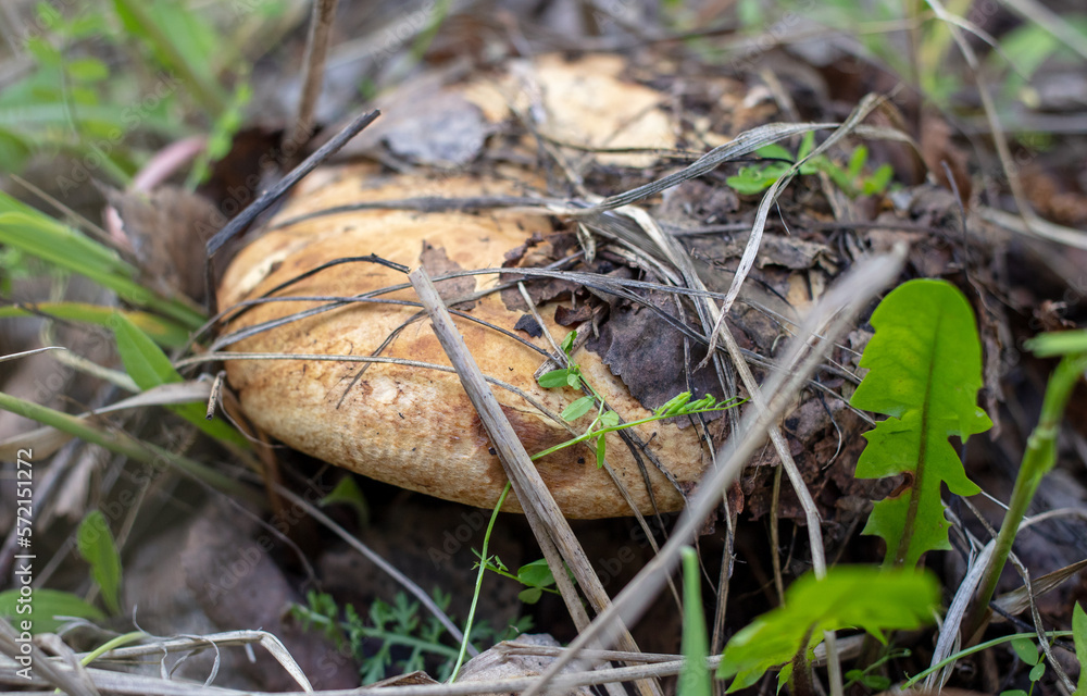 An edible mushroom grows in the grass in the forest. An edible mushroom grows in the grass in the forest.