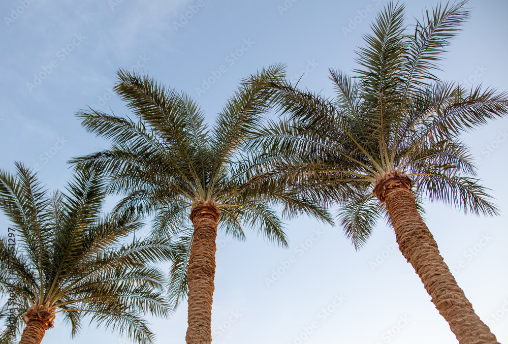 Fototapeta premium Palm tree against the blue sky.