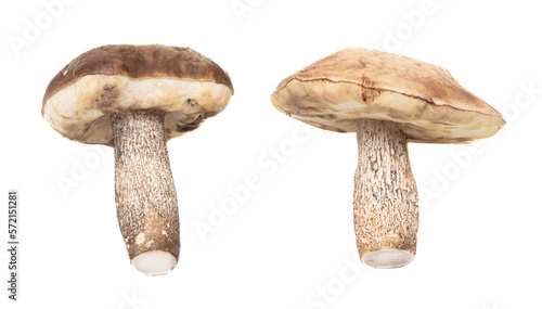 Boletus mushrooms isolated on white background.