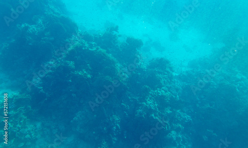 Coral reef at the bottom of the Red Sea.