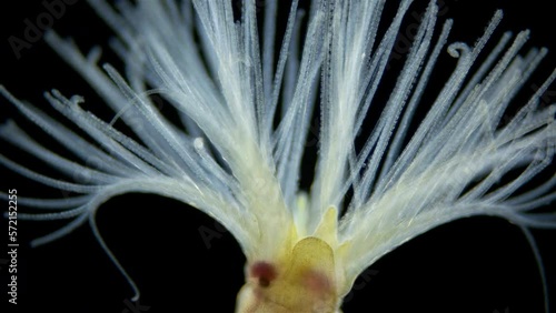 Worm order Sabellida under a microscope. Possibly family Fabriciidae. Filters living in tubes of sand, shell fragments, glued together with mucus. Barents sea photo